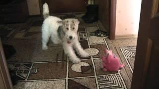 Притравка на копилку. (Loud bark on pink mouse-moneybox).