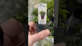 Anubias Nana ‘Mini Mini’ - Aquariumplantenshop