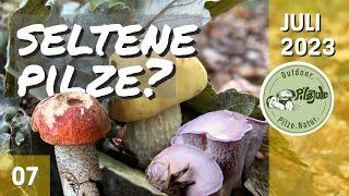 Pilze ohne Ende! | Gelber Raufussröhrling | Schweinsohr | Fichtenrotkappe | Pilze im Juli 2023 EP07