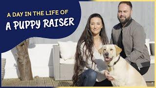 A Day in the Life of a Puppy Raiser | The Wonderful & Emotional Journey