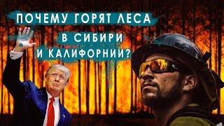 Почему горят леса в Калифорнии и Сибири?