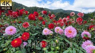 【4K HDR Dahlia】 Mt Ryokami Dahlia Garden 2024.A tranquil Utopia sheltered by majestic mountains.