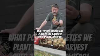 Planting Seed Potatoes | What Varieties Give Us Over 300lbs Annually #gardening #homegrown