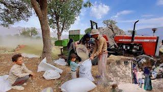 Nomadic life of agricultural harvest by men and women(IRAN)#Donomra.6968#