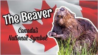 The Beaver, Canada’s National Symbol | How to be Canadian, Eh?