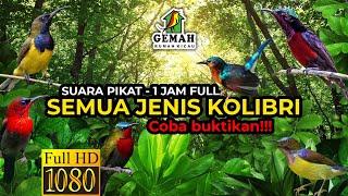 Suara Pikat Semua Jenis Kolibri  (Full 1 Jam)