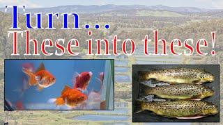 Lets Convert a Gold Fish Farm into a Trout Farm!