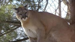 Animal sounds: Cougar roar