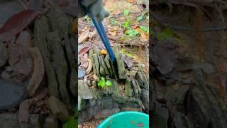 Cracking Bedrock for awesome Gold while Gold Prospecting! Panning for Gold!!!