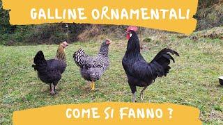 Galline ornamentali , come si fanno le razze pure?