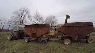 Harvesting Beans Before More RAIN