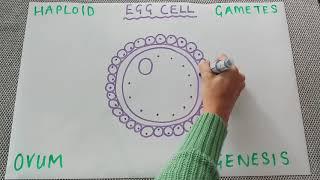 The egg cell