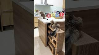 黑妞竟然⋯飛越了 #cat #貓咪小短篇