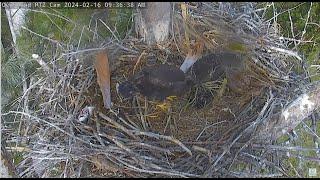 Captiva ~ Saying Goodbyes  Cal & Clive Cover Lusa's Body w/ Nesting! Cal Lies Next To Lusa 2.16.24