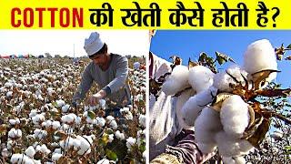 कपास की खेती ने कैसे किसानो को बनाया लखपति | Kapas ki kheti | Cotton farming Full Process Explained