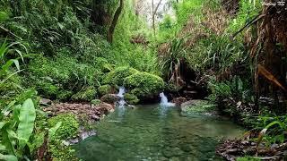 Beautiful Birds Sounds, Calming Water Stream Flowing Under a Big Forest, Sleep, Relaxation, Focus