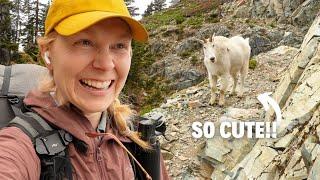 I hiked with a MOUNTAIN GOAT on the Pacific Crest Trail (Episode 4)