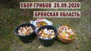 Сбор грибов 25 09 2020