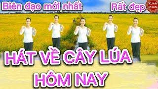 HÁT VỀ CÂY LÚA HÔM NAY ( BIÊN ĐẠO MỚI NHẤT - CHO 20/10, 8/3).