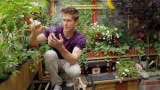 Tiny Williamsburg hipster garden - Urban Gardener video