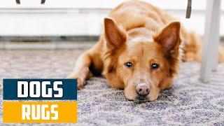 Top 10 Best Rugs for Dogs in 2024 | In-Depth Reviews & Buying Guide