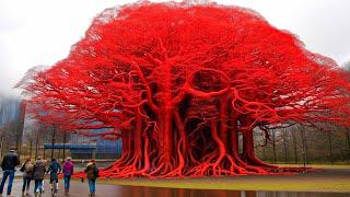 20 Most Unusual Trees in The World