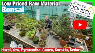 Low priced bonsai material: Initial pruning, repotting and design. How to