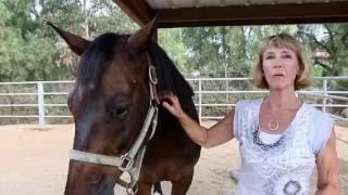 Aero's Story /// Horse Rescue /// Saving Horses, Inc.