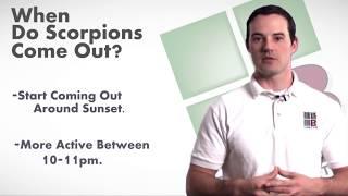 When Do Scorpions Come Out - Pest Control by Bulwark Exterminating