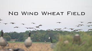 Goose Hunting - "No Wind Wheat Field"