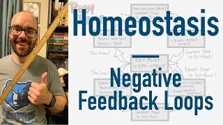 Homeostasis - BEST Way to Learn Negative Feedback Loops + Blood Pressure & Body Temperature Examples
