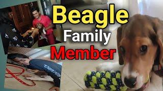 Beagle Puppy My New Family Member | Beagle Puppy | Beagle Dog | @amitkeer9512 #viral #beagle #dog