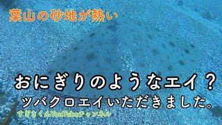 ツバクロエイ先生登場@すぎきくん #ダイビング #ダイビング #葉山 #エイ