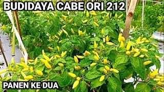 Perawatan CABE Rawit Ori 212 Agar Berbuah Banyak