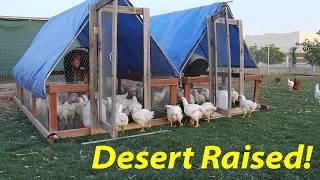 Raising Broiler Chickens in the Desert!