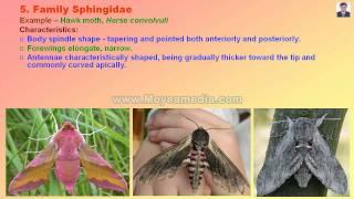 Lepidopteran Insect Family identification.mp4