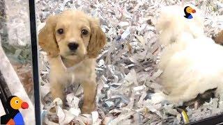 Pet Stores CAUGHT Lying About Puppy Mill Dogs | The Dodo