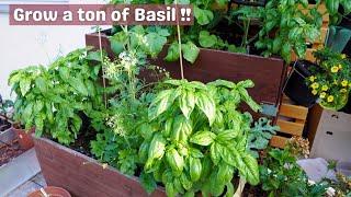 Grow a lot of basil from one store bought container