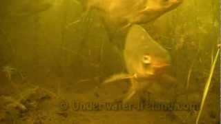 Bream, hybrid and large roach feeding underwater. Рыбалка: лещ кормится под водой.