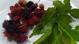 Health Benefits of Mulberry Fruit