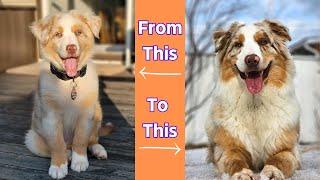 1 Year Update | Australian Shepherd