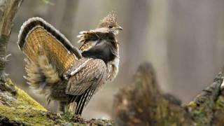 Voices: Ruffed Grouse
