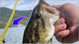 Bank fishing with a Texas rig ( CRAZY catch !!)