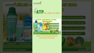 THỜI ĐIỂM PHUN NGỪA LEM LÉP HẠT | An Thịnh Phát