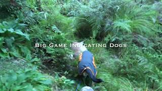 Hunting over big game indicating dogs. (Deer dog hunting)