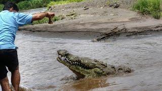 Costa Rica Tarcoles River - Crocodile Mangrove Tour