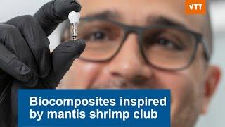 Biocomposites inspired by mantis shrimp club