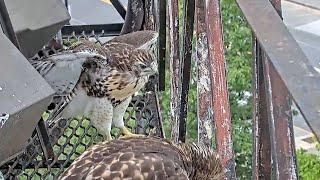First Fledging For the 2024 Cornell Red-tailed Hawks as "N2" Takes Flight! June 10, 2024
