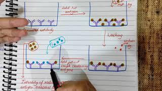 Radioimmunoassay (RIA)