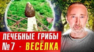ВЕСЁЛКА: главный целебный ГРИБ! ОН подавляет опухоли!